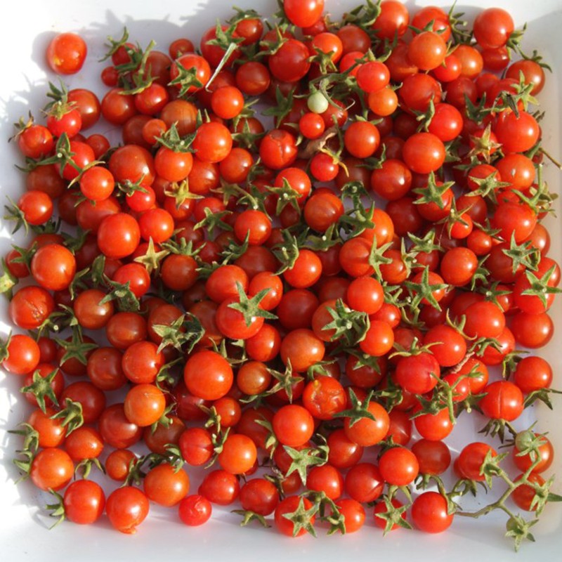 Rote Johannisbeere, Wilde Tomatensamen (Solanum pimpinellifolium) | Seeds Shop Store