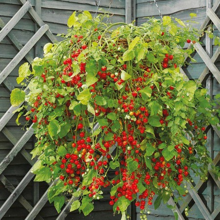 Rote Johannisbeere, Wilde Tomatensamen (Solanum pimpinellifolium) | Seeds Shop Store