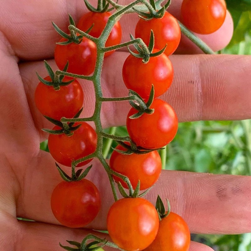 Rote Johannisbeere, Wilde Tomatensamen (Solanum pimpinellifolium) | Seeds Shop Store