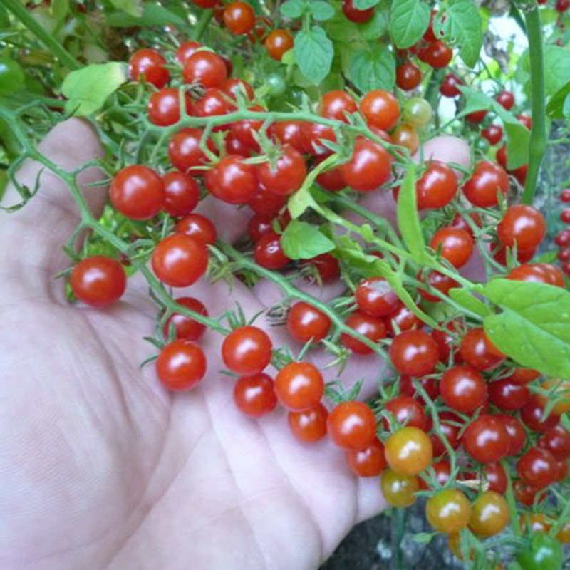Rote Johannisbeere, Wilde Tomatensamen (Solanum pimpinellifolium) | Seeds Shop Store