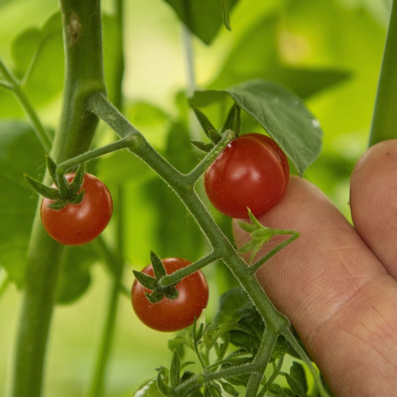Rote Johannisbeere, Wilde Tomatensamen (Solanum pimpinellifolium) | Seeds Shop Store