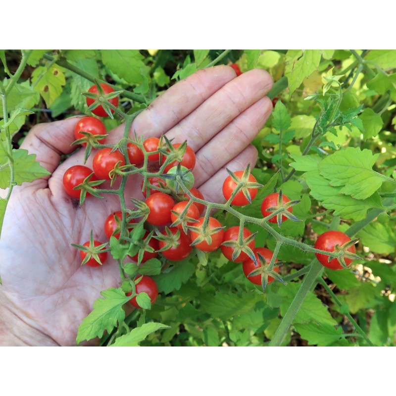 Rote Johannisbeere, Wilde Tomatensamen (Solanum pimpinellifolium) | Seeds Shop Store