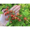Rote Johannisbeere, Wilde Tomatensamen (Solanum pimpinellifolium) | Seeds Shop Store