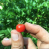 Rote Johannisbeere, Wilde Tomatensamen (Solanum pimpinellifolium) | Seeds Shop Store