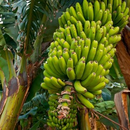 Sementes de banana da floresta selvagem (Musa yunnanensis) - 2.745