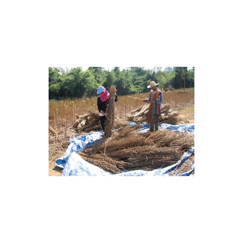 Schwarzes Sesam Samen (Sesamum indicum) | Seeds Shop Store