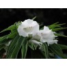 Schwarzes Sesam Samen (Sesamum indicum) | Seeds Shop Store