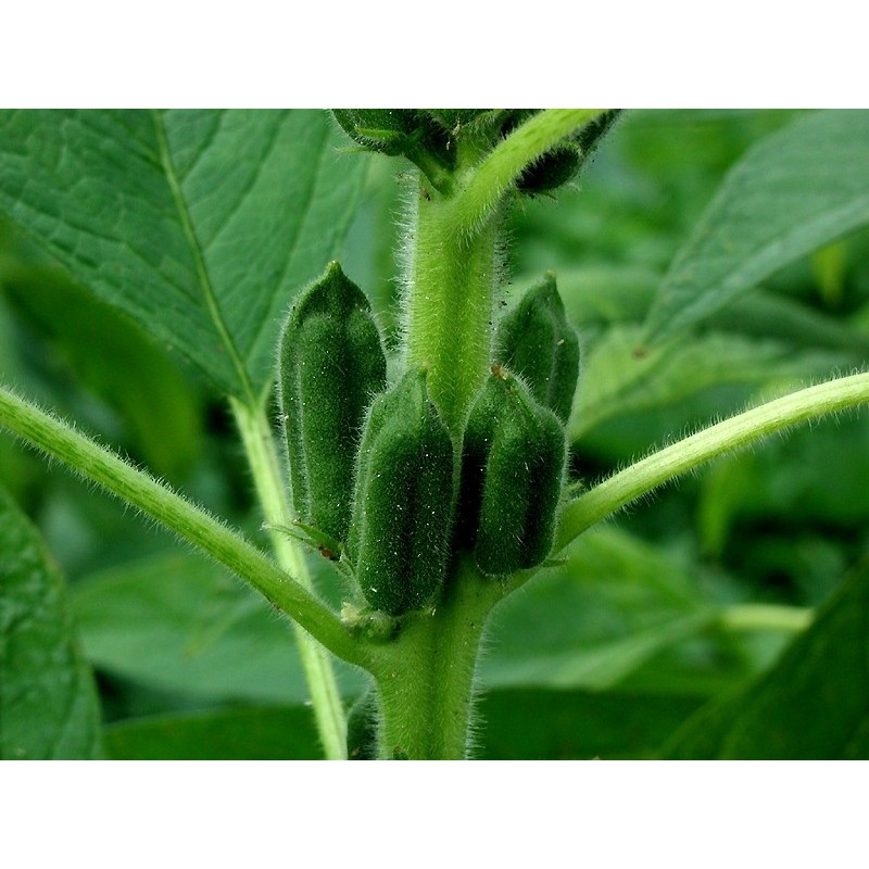 Schwarzes Sesam Samen (Sesamum indicum) | Seeds Shop Store