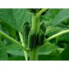 Sementes de gergelim ou sésamo preto (Sesamum indicum) | Seeds Shop Store