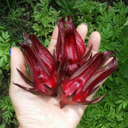Sementes Vinagreira Gigante (Hibiscus sabdariffa) - 3.15