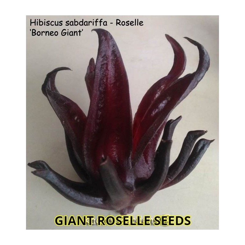 Sementes Vinagreira Gigante (Hibiscus sabdariffa) | Seeds Shop Store