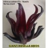 Sementes Vinagreira Gigante (Hibiscus sabdariffa) | Seeds Shop Store