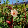 Sementes Vinagreira Gigante (Hibiscus sabdariffa) | Seeds Shop Store