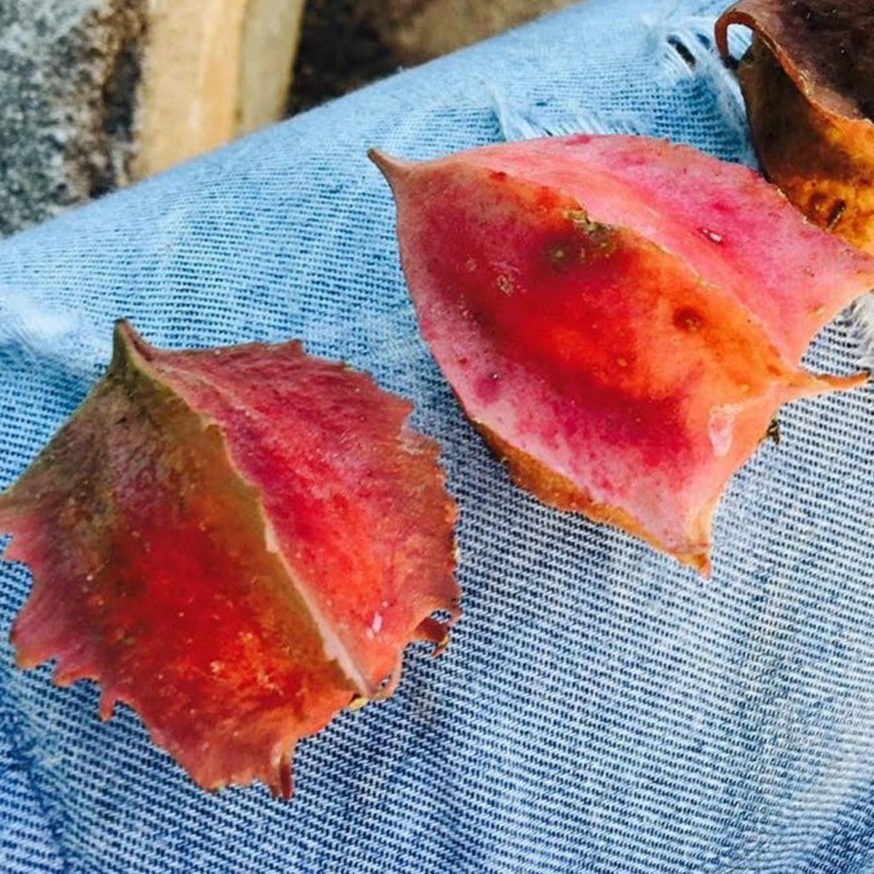 Rare Chocola Seeds (Jarilla chocola) | Seeds Shop Store