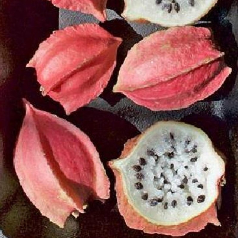 Rare Chocola Seeds (Jarilla chocola) | Seeds Shop Store
