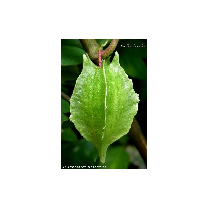 Chocola Samen (Jarilla chocola) | Seeds Shop Store