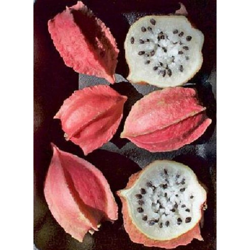 Chocola Samen (Jarilla chocola) | Seeds Shop Store