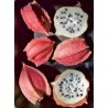Chocola Samen (Jarilla chocola) | Seeds Shop Store