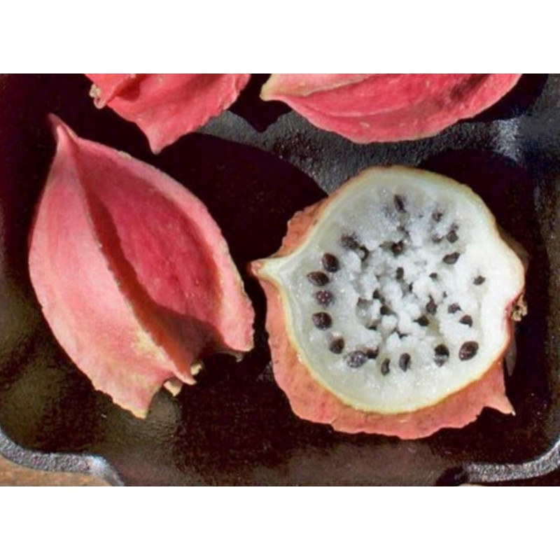 Rare Chocola Seeds (Jarilla chocola) | Seeds Shop Store