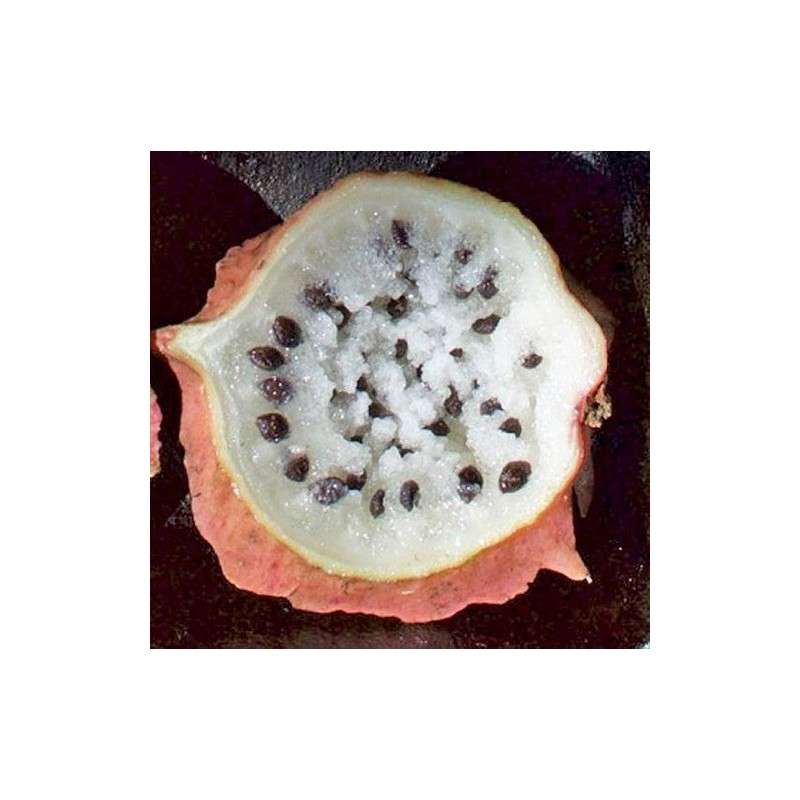 Rare Chocola Seeds (Jarilla chocola) | Seeds Shop Store