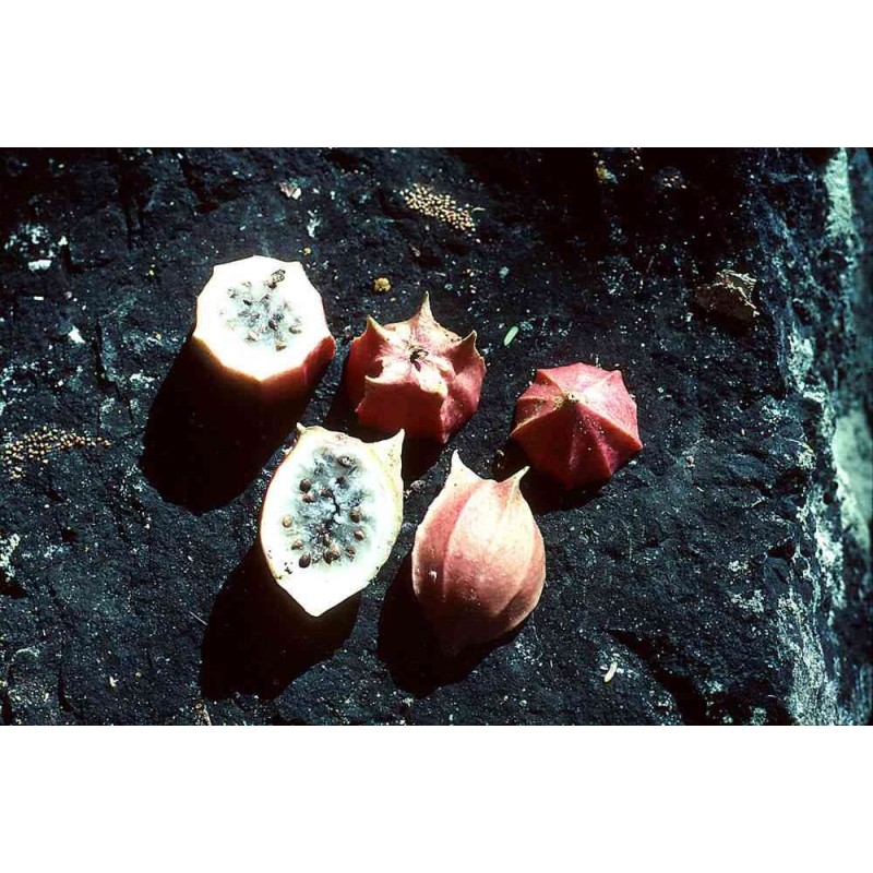 Rare Chocola Seeds (Jarilla chocola) | Seeds Shop Store