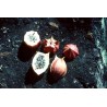 Rare Chocola Seeds (Jarilla chocola) | Seeds Shop Store