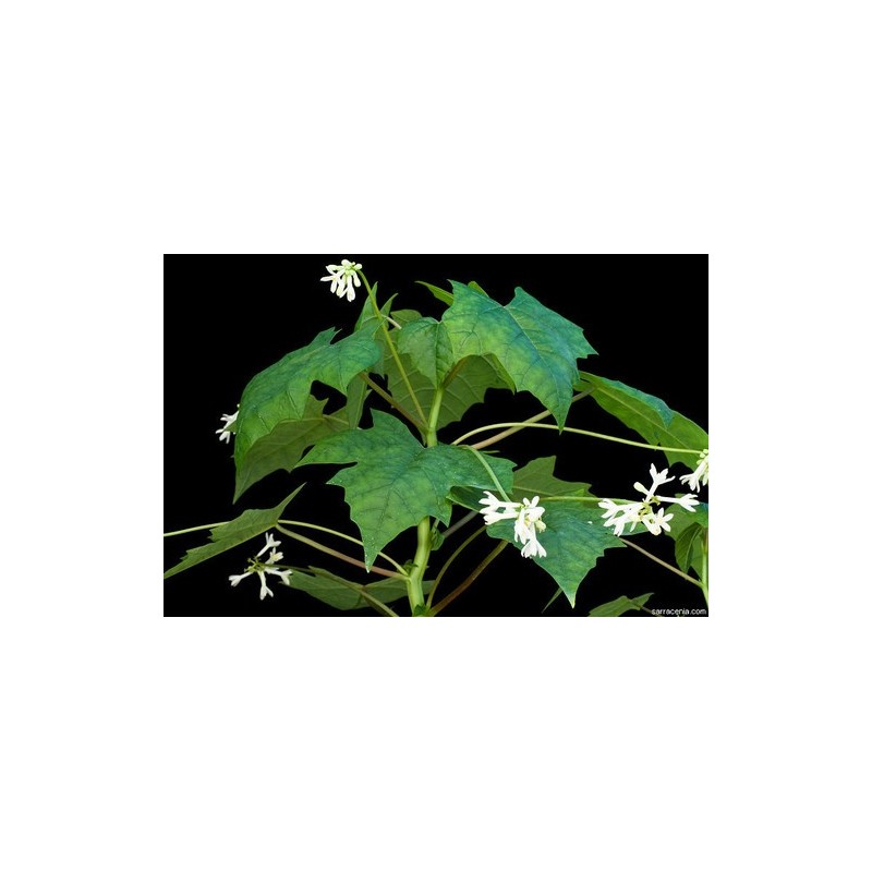 Rare Chocola Seeds (Jarilla chocola) | Seeds Shop Store