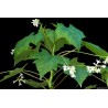 Rare Chocola Seeds (Jarilla chocola) | Seeds Shop Store