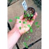 Rare Chocola Seeds (Jarilla chocola) | Seeds Shop Store