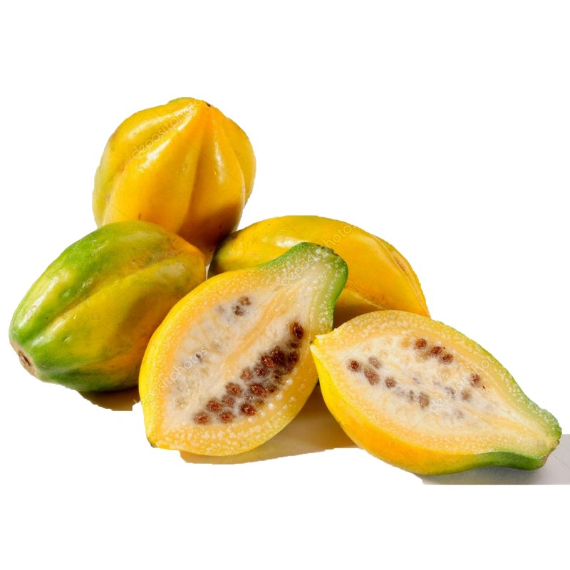 Sementes papaia-de-montanha, chamburo (Vasconcellea pubescens) | Seeds Shop Store