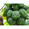 Sementes papaia-de-montanha, chamburo (Vasconcellea pubescens) | Seeds Shop Store