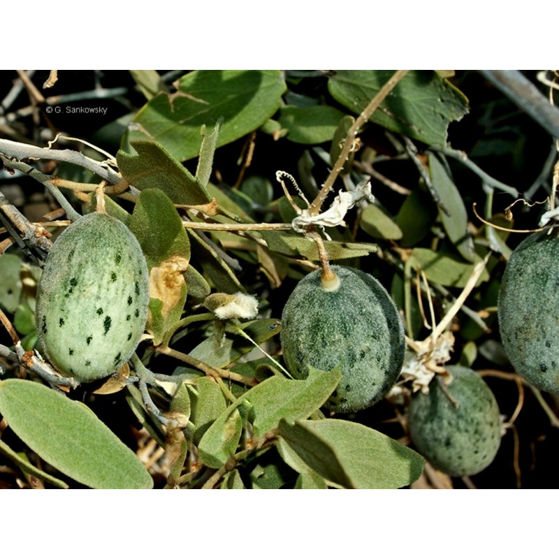 Nasiona dzikiego melona Cucumis melo Agrestis | Seeds Shop Store