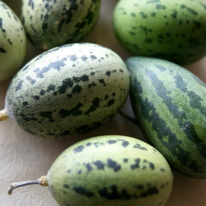 Nasiona dzikiego melona Cucumis melo Agrestis | Seeds Shop Store