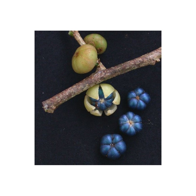 Bastard hogberry seeds (Margaritaria nobilis) | Seeds Shop Store