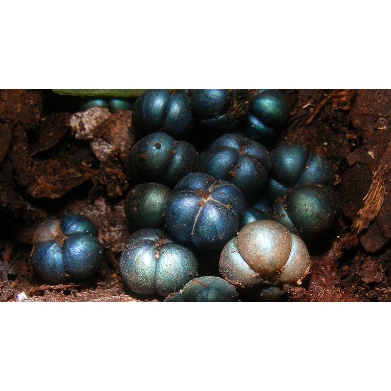 Bastard hogberry seeds (Margaritaria nobilis) | Seeds Shop Store