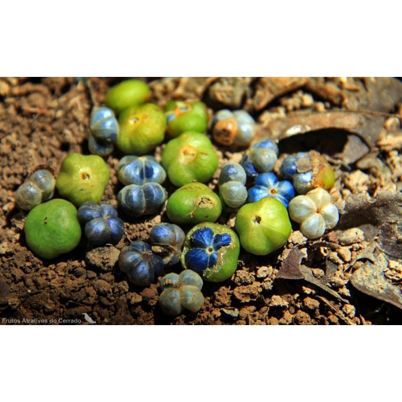 Bastard hogberry seeds (Margaritaria nobilis) | Seeds Shop Store