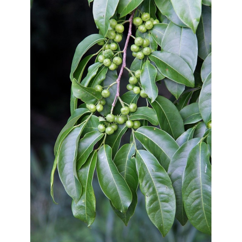 Bastard hogberry seeds (Margaritaria nobilis) | Seeds Shop Store