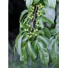 Bastard hogberry seeds (Margaritaria nobilis) | Seeds Shop Store