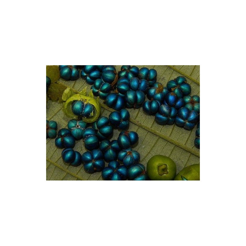 Bastard hogberry seeds (Margaritaria nobilis) | Seeds Shop Store