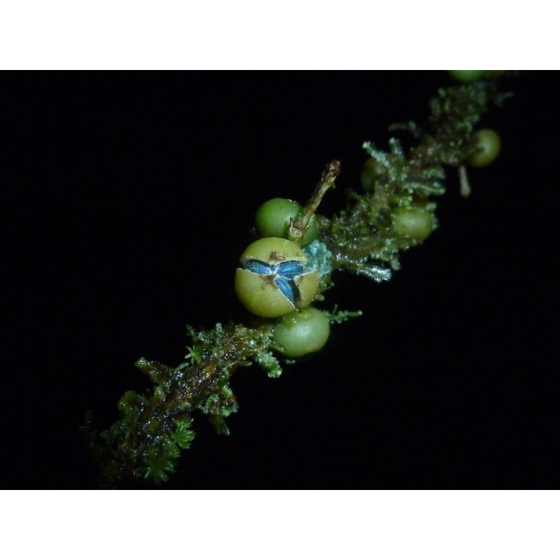 Bastard hogberry seeds (Margaritaria nobilis) | Seeds Shop Store