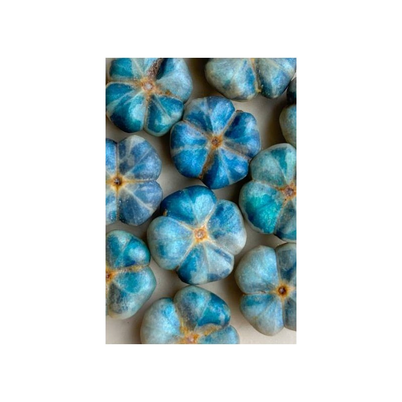 Bastard hogberry seeds (Margaritaria nobilis) | Seeds Shop Store