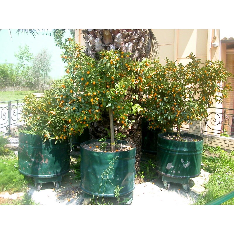 Kumquats or cumquats Seeds (Fortunella margarita) | Seeds Shop Store