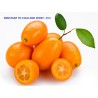 Kumquats or cumquats Seeds (Fortunella margarita) | Seeds Shop Store