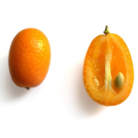 Kumquats or cumquats Seeds (Fortunella margarita) | Seeds Shop Store