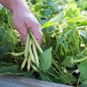Bohnensamen Buschbohnen Berggold, fadenlos | Seeds Shop Store