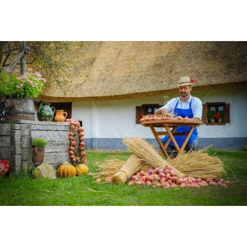 Sementes de cebola roxa Ptujski Luk | Seeds Shop Store