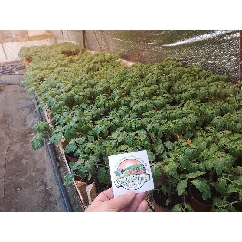 بذور طماطم مار آزول | Seeds Shop Store