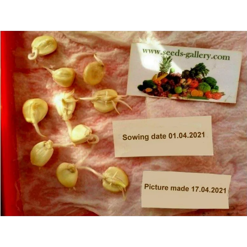 World's Largest Giant Corn Cuzco - Cusco | Seeds Shop Store