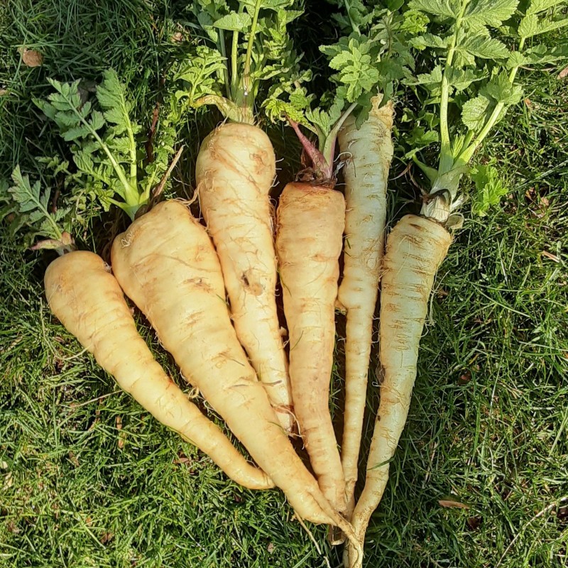 Sementes de pastinaga lisa da Panônia | Seeds Shop Store