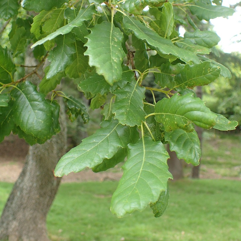 Aleppo-Eiche Samen (Quercus infectoria) | Seeds Shop Store